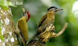 法国啄木鸟视频,揭秘自然界的神奇建筑师