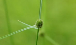 草视频,揭秘短视频时代的魅力与挑战